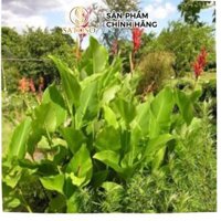 Cây Dong Riềng Khô Satoso Hỗ Trợ Sức Khỏe Tim Mạch 1kg