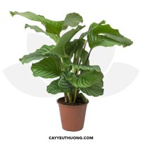 Cây dong táo lá tròn (Calathea orbifolia) | không kèm chậu