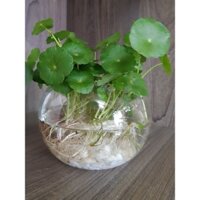 Cây Đồng Tiền - Thủy Sinh - cây như hình (bảo đảm chất lượng)