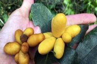 Cây Dủ Dẻ: Tìm Hiểu Về Thực Vật Tuổi Thơ