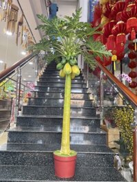 Cây đu đủ lớn 2260