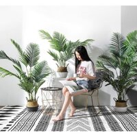 Cây Dừa Cảnh 1m 5 Kèm Chậu
