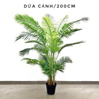 Cây Dừa cảnh [ Cây văn phòng - Cây Nội Thất ]