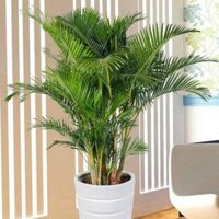 CÂY DỪA CẢNH, HÀNG GỬI ĐI NGUYÊN CHẬU