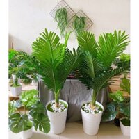 Cây dừa cảnh loại đẹp