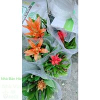 Cây Dứa Cảnh Nến
