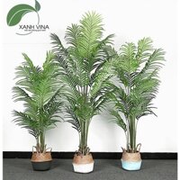 Cây dừa cảnh trang trí- cây cao 160cm - 180cm