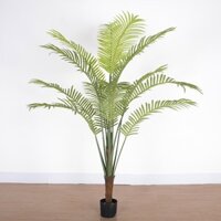 Cây dừa cảnh
