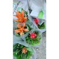 Cây Dứa Cảnh