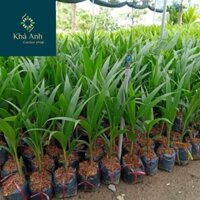 cây dừa dứa chuẩn giống cái mơn bến tre