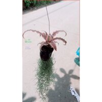 Cây Dứa Đuôi Phụng+Cây Tóc Tiên