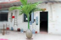 CÂY DỪA LÙN MỘT NÉT ĐẸP ĐỘC ĐÁO DJ166