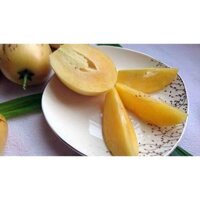 Cây Dưa Pepino đang hoa và quả
