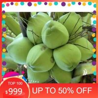 cây dừa xiêm lùn cho quả sớm, sai quả +Tặng 02 cây nhót ngọt