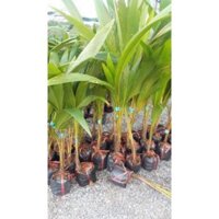 cây dừa xiêm lùn cho quả sớm, sai quả