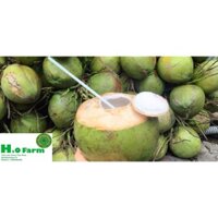 CÂY DỪA XIÊM LÙN - CHUẨN GIỐNG BẾN TRE - H2O FARM