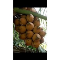 Cây 🌲 Dừa xiêm lùn Dâu
