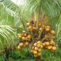 cây dừa xiêm lùn mau cho trái