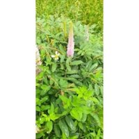 cây đuôi chồn (hầu vĩ tóc) khô 1kg