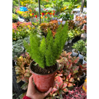 Cây Đuôi Chồn (Tùng Đuôi Chồn)