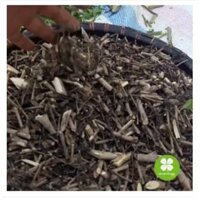 Cây đuôi chuột (1kg khô) - OLF191