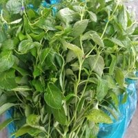 cây đuôi chuột co đuôi chuột 1kg Síp hỏa tốc tại Sài Gòn