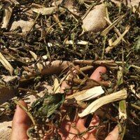 Cây đuôi chuột hoa tím khô 1kg (hàng gia công) LOẠI 01