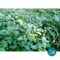 Cây Đuôi Chuột khô 1KG - TM191