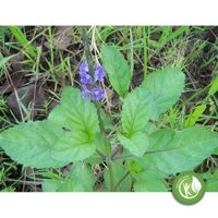 Cây Đuôi Chuột khô 1KG - ND191