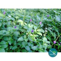 Cây Đuôi Chuột khô 1KG LOẠI 01