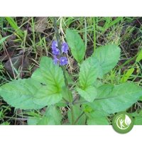 Cây Đuôi Chuột khô 1KG - ND191 LOẠI 01