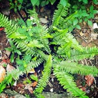 CÂY DƯƠNG SỈ LÁ ME CẢNH,CÂY DƯƠNG SỈ LÁ ME CẢNH TRỒNG TRONG NHÀ LÀM CÂY PHONG THỦY- COMBO 10 BẦU CÂY GIỐNG