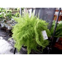 CÂY DƯƠNG SỈ NHẬT- Dễ trồng, có thể trồng nơi thiếu nắng