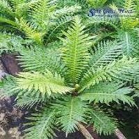 CÂY DƯƠNG XỈ HẠNH PHÚC- CÂY VƯỢNG PHONG THỦY, THANH LỌC KHÔNG KHÍ