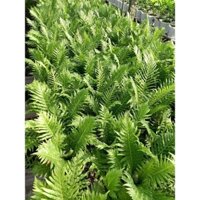 Cây Dương Xỉ Khổng Tước