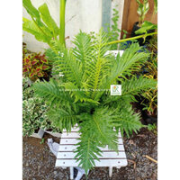 Cây dương xỉ khổng tước