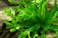 Cây Dương Xỉ Sừng Hươu