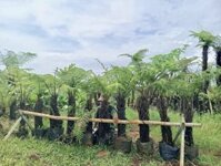 Cây Dương Xỉ Thân Gỗ Cao 1m – Hàng Dưỡng Thuần Có Lá