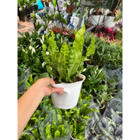 Cây Dương Xỉ Tổ Phụng size 25cm