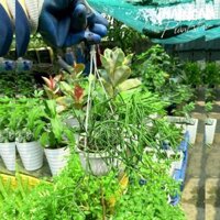 Cây gạc nai chậu treo (chỉ giao hỏa tốc HCM)