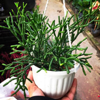 Cây gạc nai (chỉ giao hỏa tốc HCM)