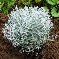 Cây Gạc Nai/ Sừng Nai Bạc Calocephalus Brownii - Silver Bush