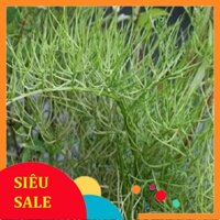 Cây Gạc Nai tươi 1kg