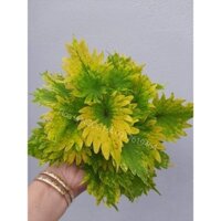 cây gấm lá đổi màu   combo 10 cây gióng kích thước hình cuối