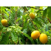 Cây Ghép Vú Sữa Hoàng Kim (CÂY GIỐNG ANM LONG )