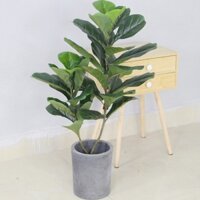 Cây giả - cây bàng singapore 80cm 2 nhánh