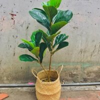 CÂY GIẢ - CÂY BÀNG SINGAPORE trang trí (size 80cm,100cm)