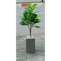 Cây giả, cây Bàng Singapore cao 85cm