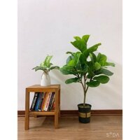 Cây Giả - Cây Bàng Singapore Giả Cao 100cm