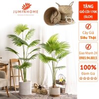 Cây giả, Cây cọ Nhật Bản giả, chà là, trà là  - Cây giả decor trang trí nhà cửa nội thất phòng khách phòng ngủ